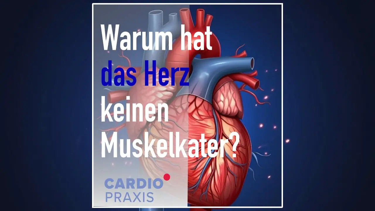 Anatomische Darstellung eines menschlichen Herzens